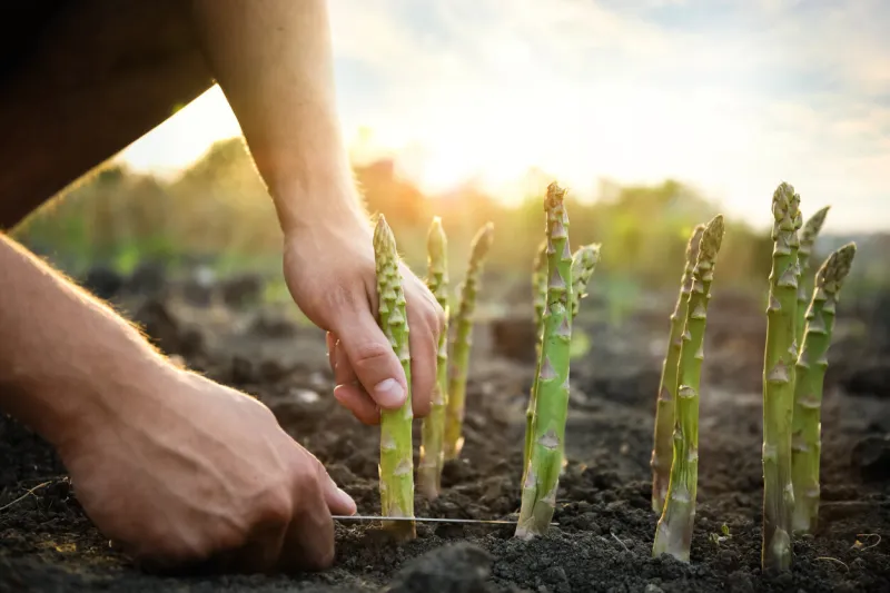 man picking fresh asparagus in field, closeup