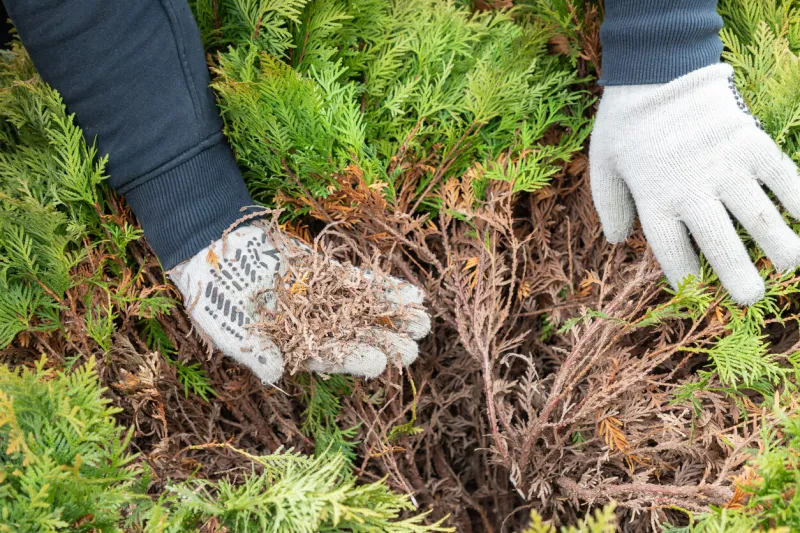 hands of a gardener in protective gloves, who is removing dry yellow branches of thuja bushes close-up