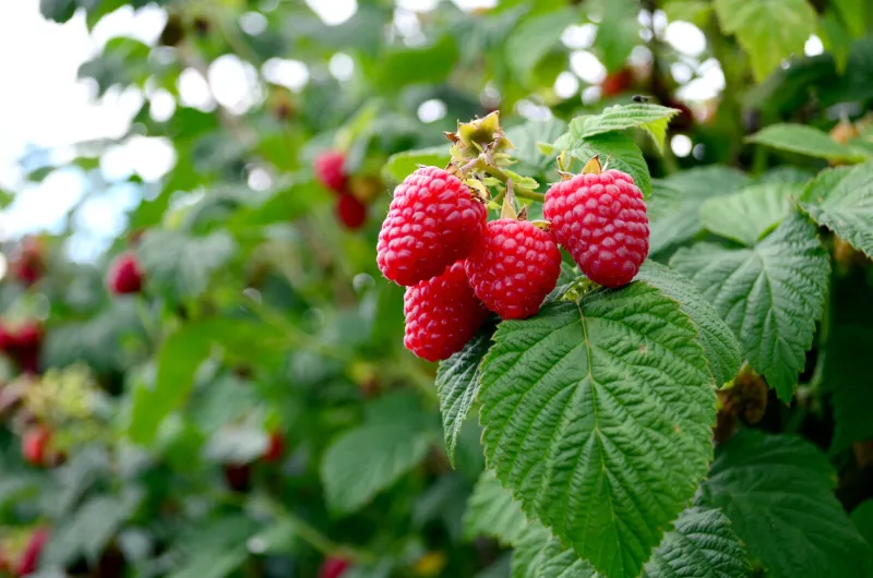 close-up of ripening raspberries on the vine