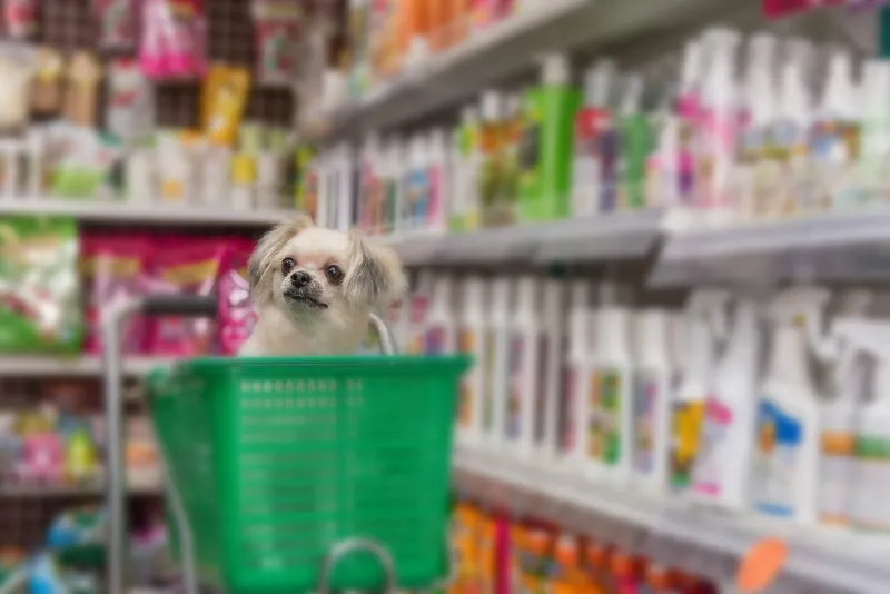 dog so cute mixed breed with shih-tzu, pomeranian and poodle wait a pet owner for shop a pet food (dog, cat and other) on pet goods shelf in pet shop