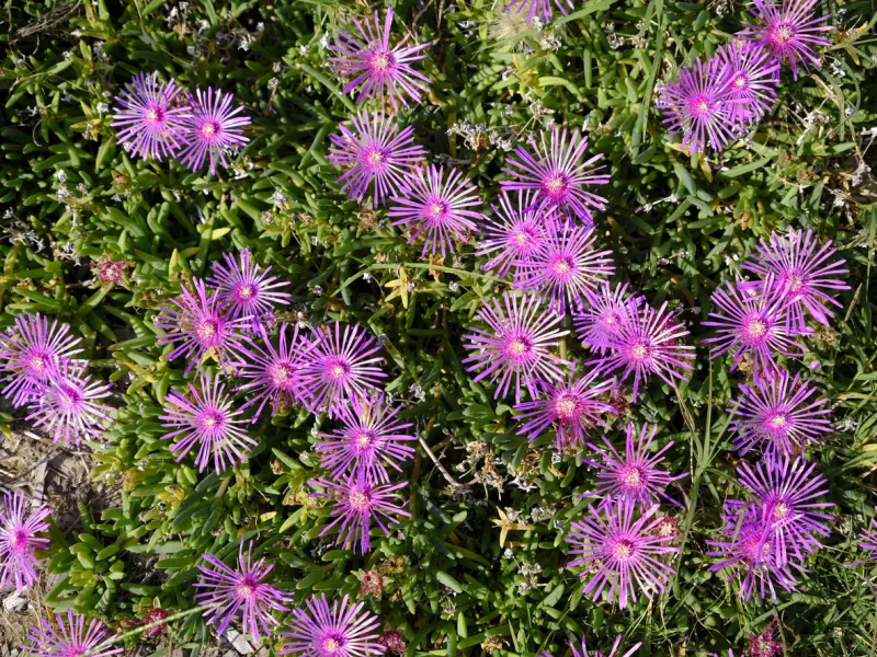 close-up of purple delosperma flower seen from above