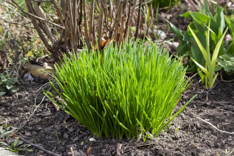 green chives, vegetable garden and background blurred