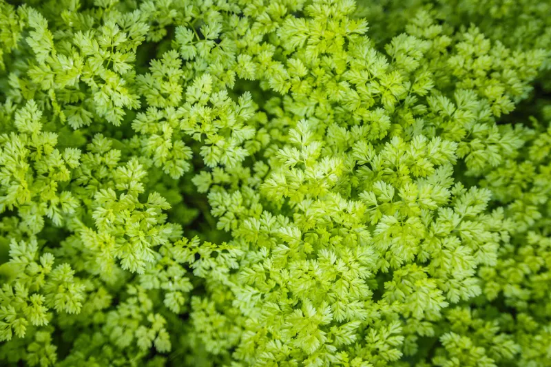 green chervil plant in a vegetable garden