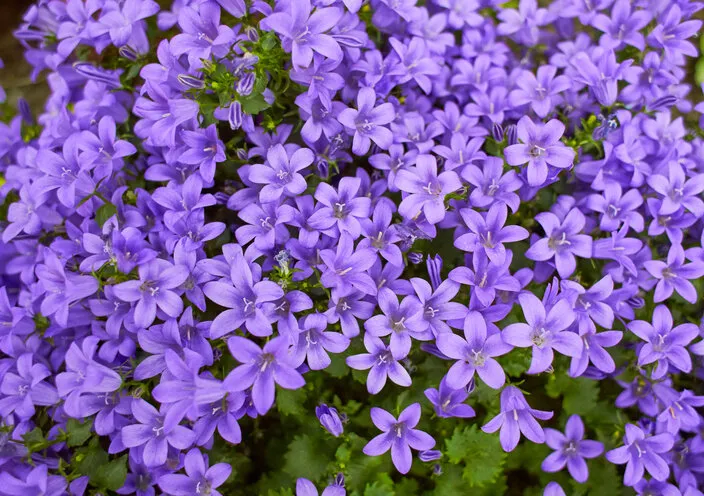 purple flowers of dalmatian bellflower or adria bellflower or wall bellflower (campanula portenschlagiana) blooming on blurred background garden lilac campanula