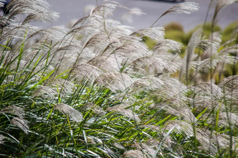 susuki(japanese pampas grass,miscanthus sinensis) blowing in the breeze