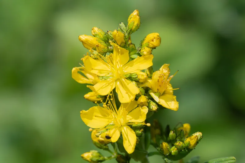 close up of a saint johns wort plant in bloom