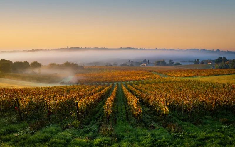 bordeaux vineyard at sunrise in autumn, entre deux mers, langoiran, gironde, france