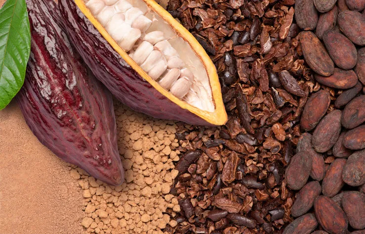 fresh cocoa fruit with beans on chocolate ingredients (cocoa nibs, cocoa mass and cacao powder) texture background, chocolate ingredients concept top view, flat lay