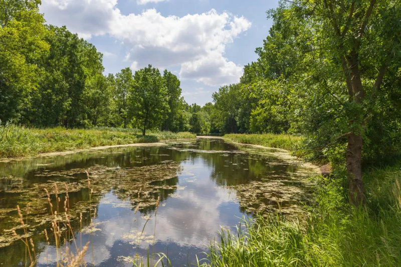 spring landscape in floodplain forest the trees were reflected in the water