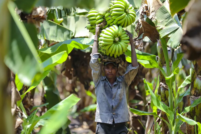 jalgaon, india - may 25, 2017   farmer with banana bunch