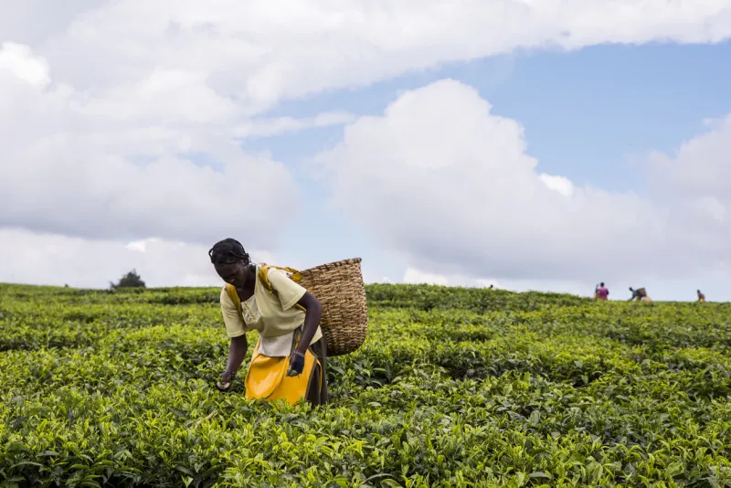 2017 sept 5 tea estate, nandi hills, kenya african woman picking tea