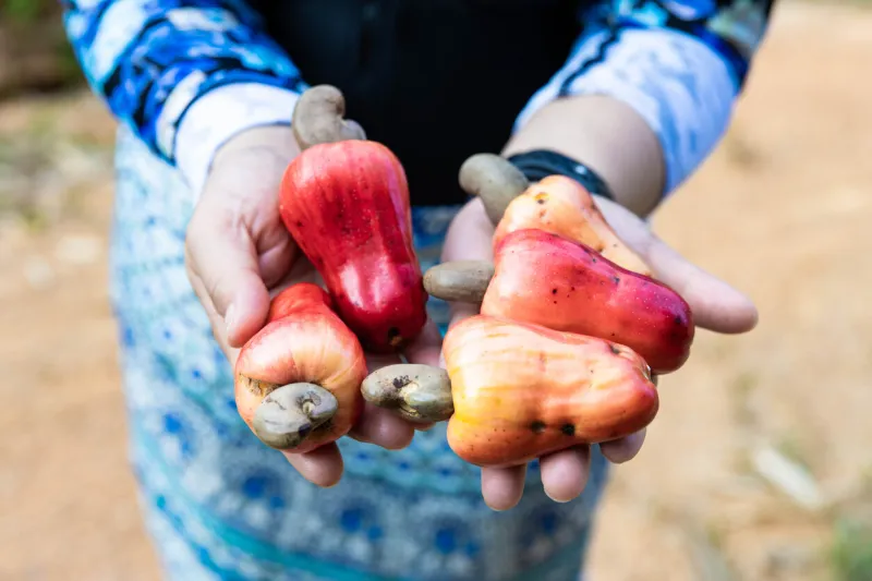 the red cashew fruit is a pear-shaped drupe with a juicy, acidic pulp and a single kidney-shaped nut that is the source of the cashew nut