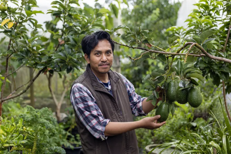 farmer is checking the avocado fruits for ripen and disease blemish during harvest season for tropical fruit farm and plantation