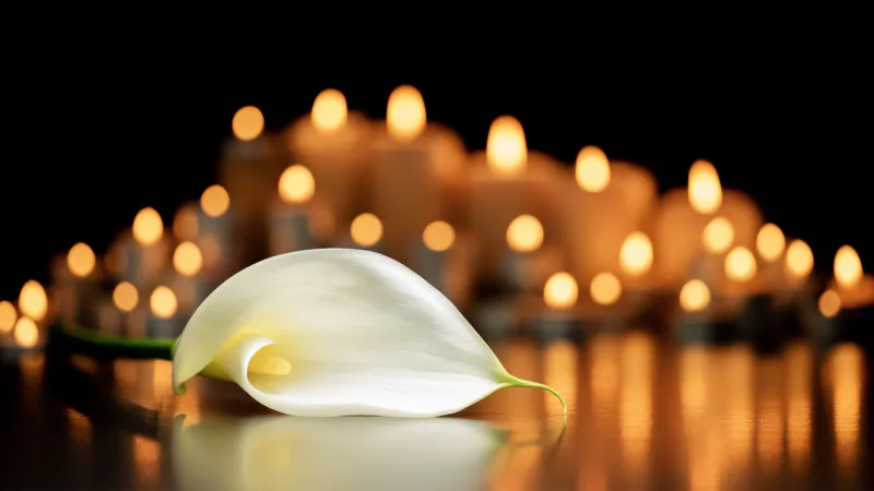 calle lily flower and burning candles in a funeral, grave, mourning, vigil, all souls day, death, decease, prayer, duel, bereavement, burial, coffin, memoriam, sincere condolences, sympathy card and funeral concept rest in peace
