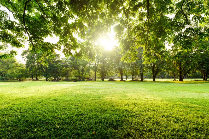 beautiful landscape in park with tree and green grass field at morning