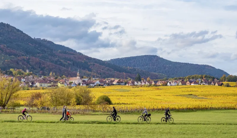 barr, france - october 30, 2020  people enjoying bike rides along the golden vineyards of alsace