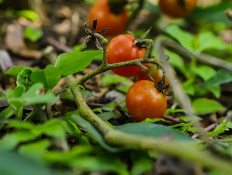 cherry tomatoes (solanum lycopersicum var cerasiforme) still on the tree with other fruits around, some dry leaves, others green of the plant and some blurred spots
