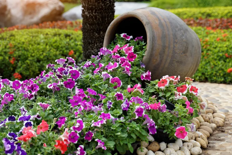 colorful petunias in the flower garden are both planted in the ground and in dragon-patterned pots, a thai pottery