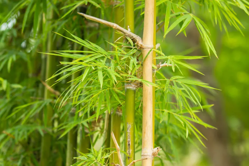 bamboo