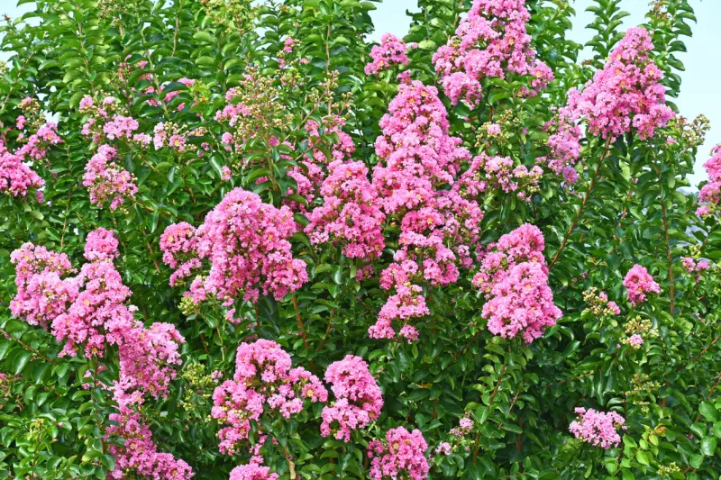 pink crape myrtle tree in full bloom