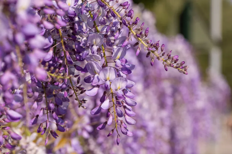 close-up of blooming wisteria in south of france