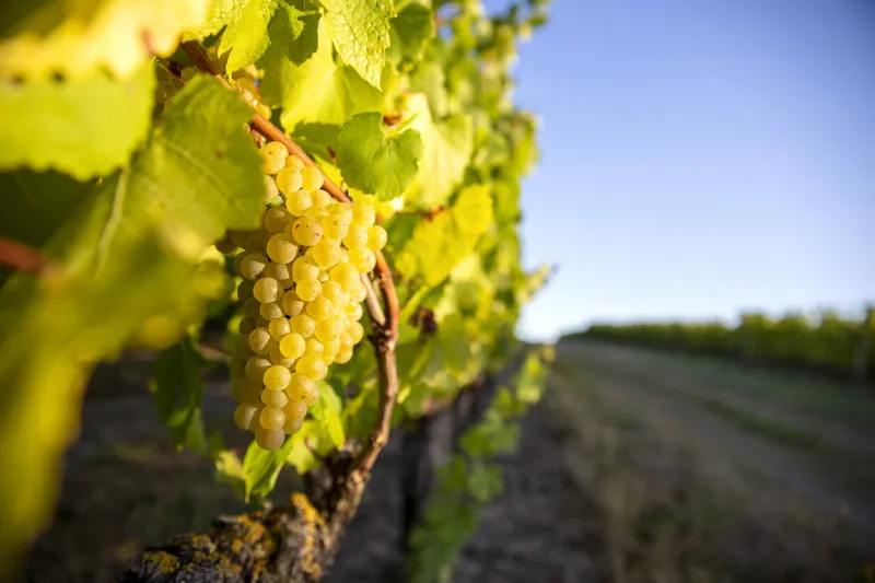 bunch of white grapes in the vineyards in france under the autumn sun