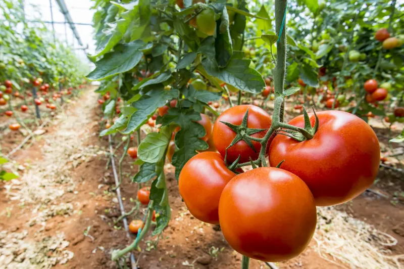 beautiful red ripe tomatoes grown in a greenhouse agriculture