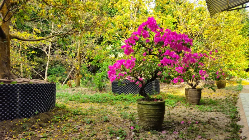 a beautiful garden in the mekong delta vietnam with blooming red bougainvillea and yellow apricot trees, creating a vibrant and colorful spring atmosphere