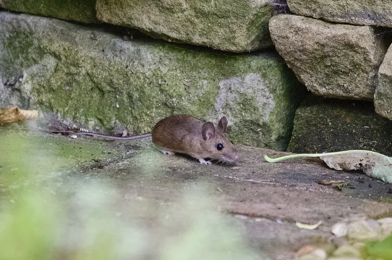 garden wood mouse cute rodent scurrying along the brick path