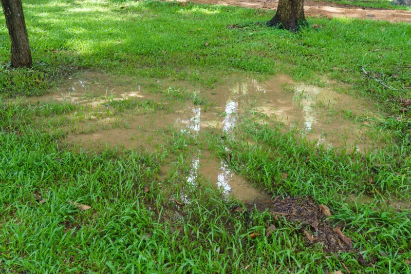a puddle in the lawn after heavy rain