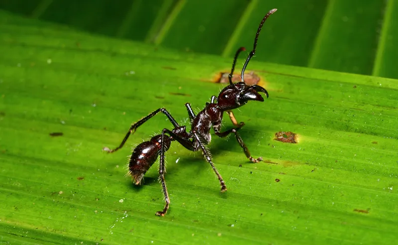 Une fourmi balle de fusil