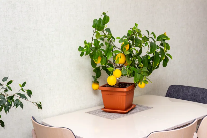 Citronnier d'intérieur