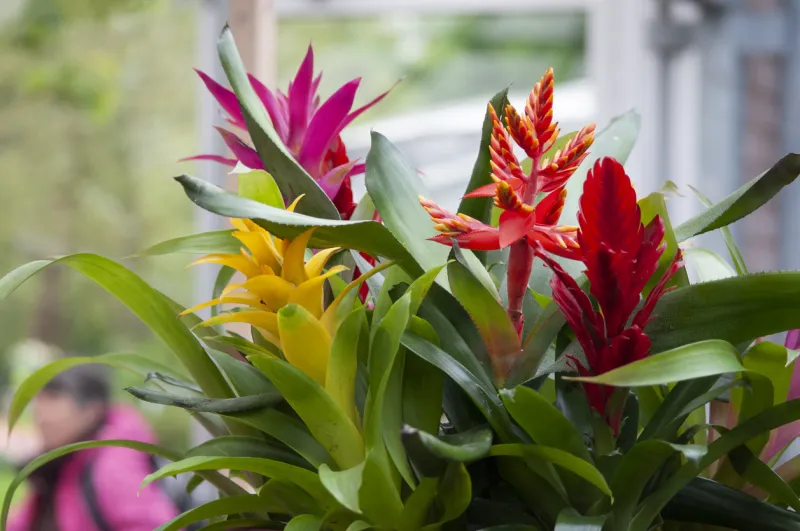 Guzmania