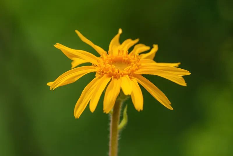 Arnica