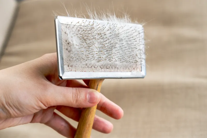 Brosse pour chat