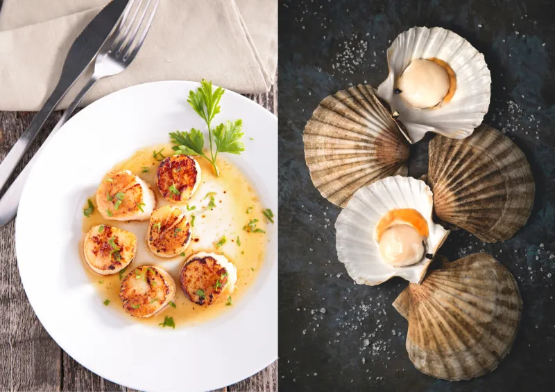 Noix de Saint-Jacques VS Pétoncles