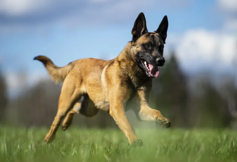 Berger malinois