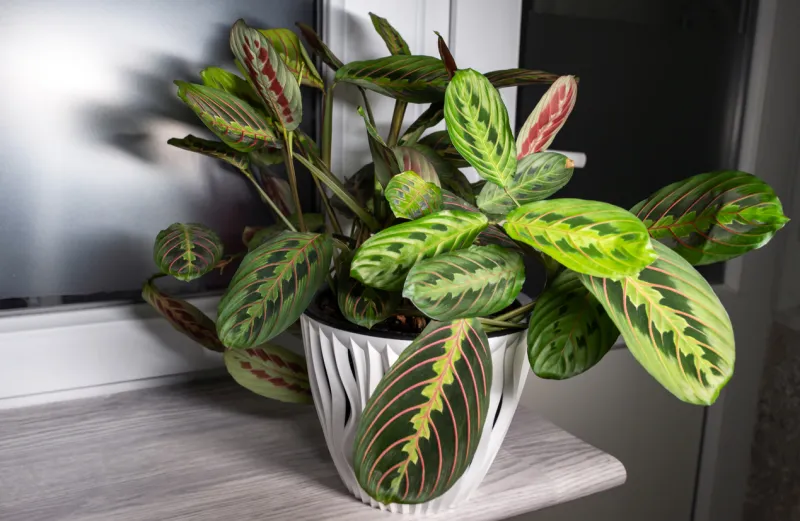 Maranta leuconeura var. Erythroneura