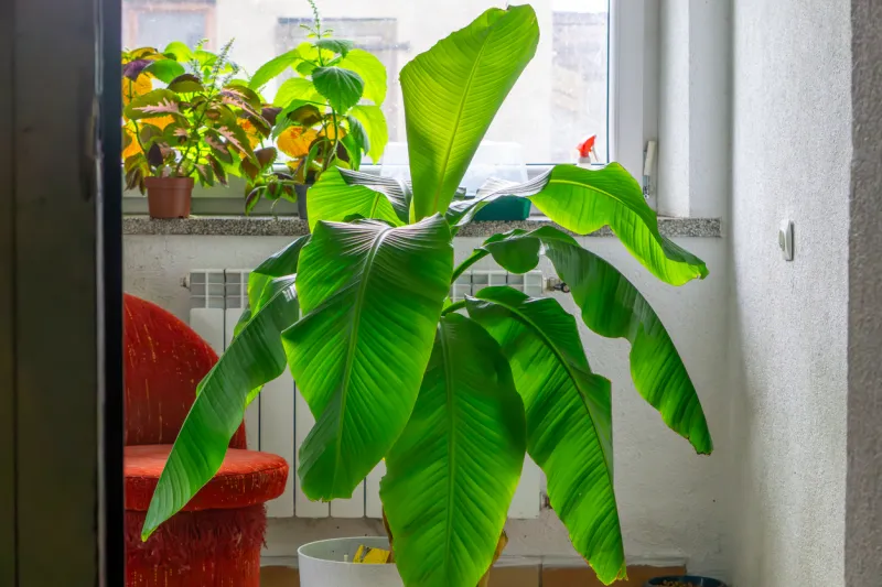 Musa basjoo bananier du Japon