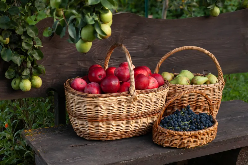 Paniers de fruits