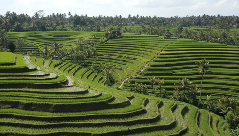 Une photo de rizières en terrasses verdoyantes à Bali, Indonésie