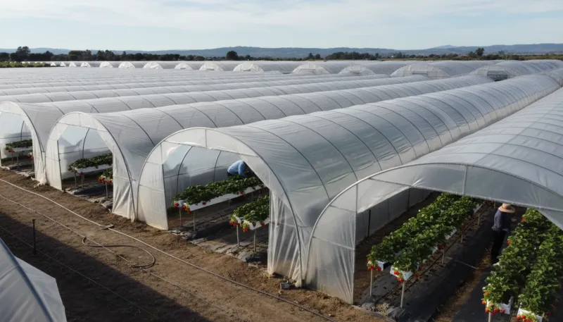 Une photo d'un champ de fraises cultivées sous de grandes serres ou des tunnels en plastique, illust