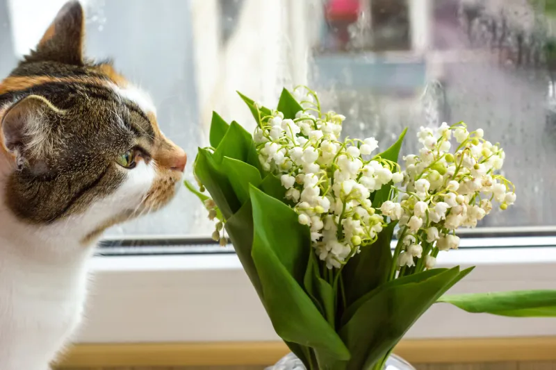 Muguet chat