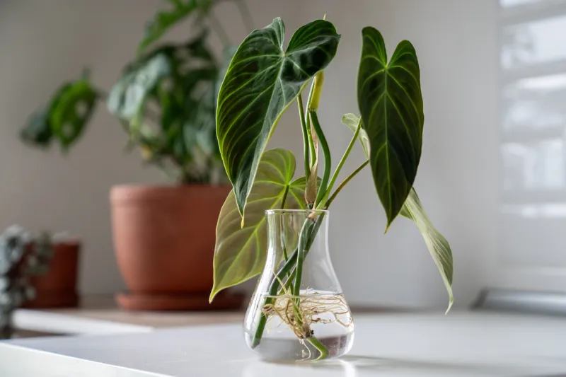 Philodendron
