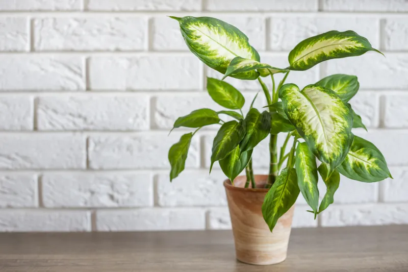 Dieffenbachia