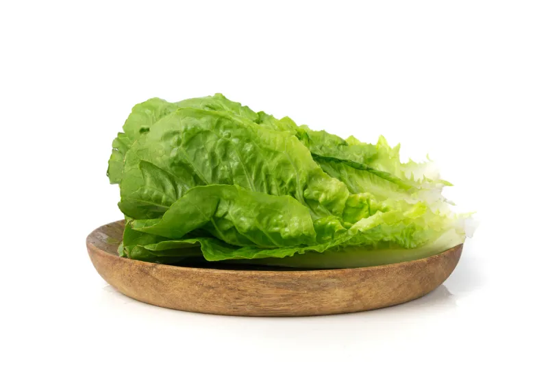 Laitue verte