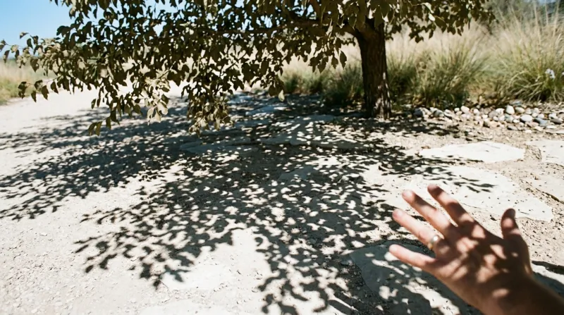 Une photo de l'ombre d'un feuillage d'arbre projetée sur un sol clair avec des taches de lumière en 