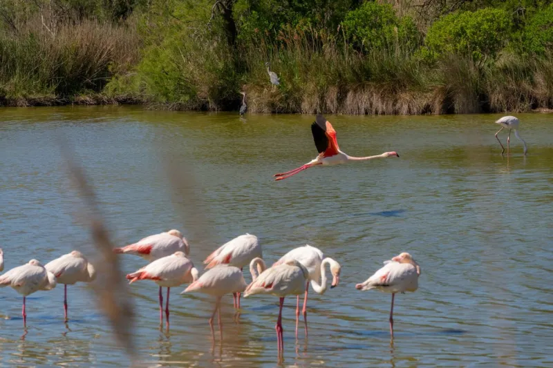 greater flamingos (phoenicopterus roseus) in the camargue in provence, bouches du rhone, south of france