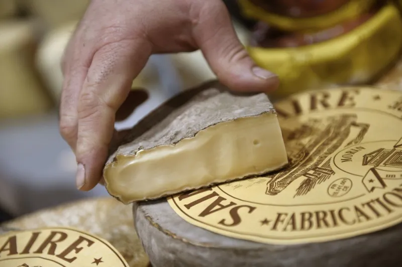 a picture taken on february 26, 2015 shows saint-nectaire cheeses during the paris international agricultural fair at the porte de versailles exhibition center in paris afp photo   loic venance (photo by loic venance   afp)
