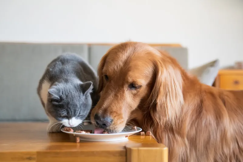the golden hound eats with the kitten
